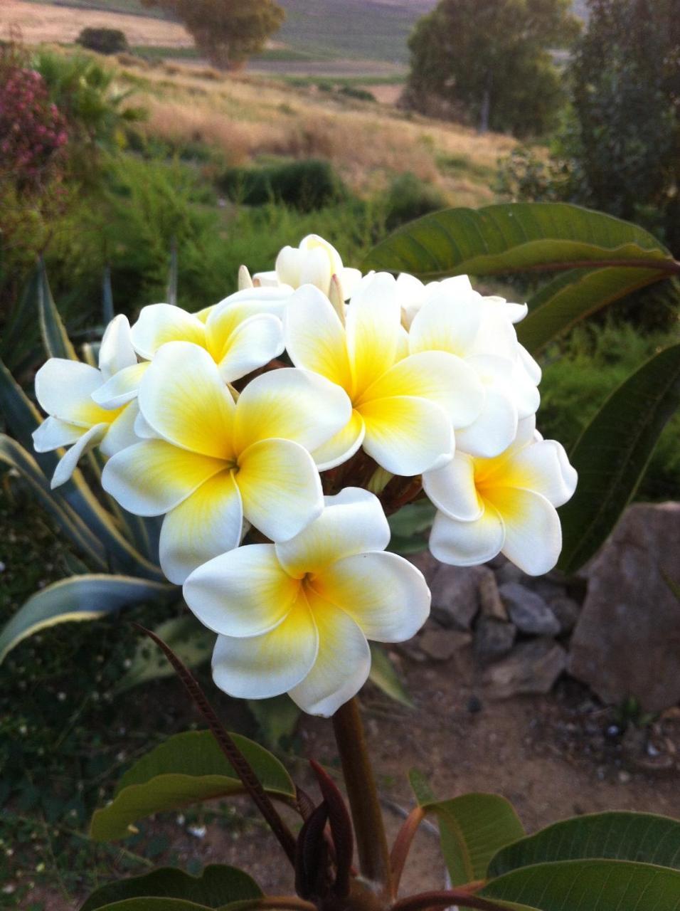 Casa Vacanze Surriano ชากกา ภายนอก รูปภาพ